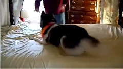 娱目八卦世界动物趣闻