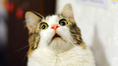 日本娱乐 - 喵星人什么的太讨厌了!20连发!