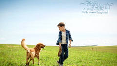 电影《一条狗的使命》