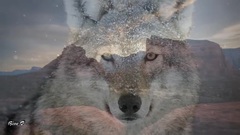 Der Mit Dem Wolf Tanzt