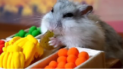 仓鼠人音乐闹剧之水果摊