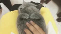 一只睡着被主人偷袭的英短小猫咪