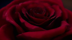 电影<美女与野兽>先行版预告片