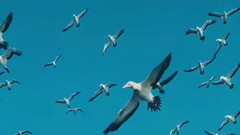 It Goes On and On 壮观的海洋生命