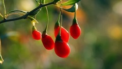 王若琳,音乐短片 - 心在跳情在烧