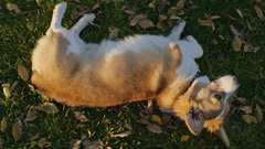 电影《一条狗的使命》