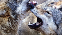 电影<地球四季>