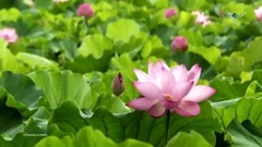 Le Flambeau du Monde