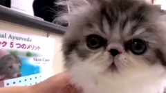 日本娱乐 - 萌爆了的喵星人,我等甘愿沦为铲屎官。