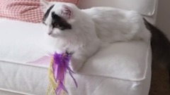 The Skillman Short legged cats How to use the box to capture a meow