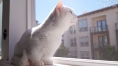 The skillman  short legged cats In the sun