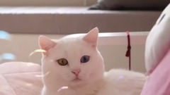 The skillman short legs cat's detachment VS bubbles