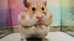 日本娱乐 - 《圆圆小动物》照片展,可爱爆!