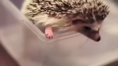 小猫遇上刺猬反应超可爱