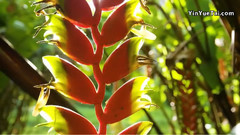 夏威夷旖旎风光