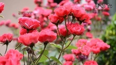 音乐短片 - Ecstasy