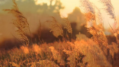 夜色这样的特别【爱之梦】Richard Clayderman