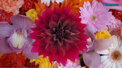 Hisense 画质演示