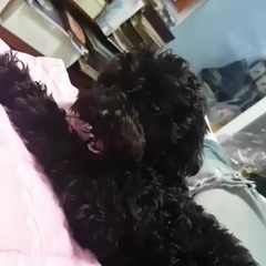 Tobenstagram 多芬儿更新INS视频第二则