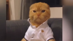 二就是年轻的象征 喵星人集锦