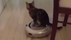 逗比宠物搞笑集锦