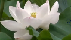 Giovanni Marradi - Lysistrata