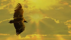 El Condor Pasa & Matsuri