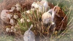 Giovanni Marradi - Spring Love