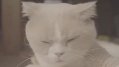 《ねこあつめの家》