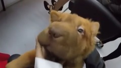 对着AOA美女組合,小狗的视角