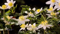 Giovanni Marradi - Anniversary Song