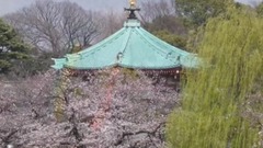 日本东京上野公园樱花