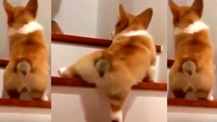 这些狗狗上下楼梯的样子太搞笑