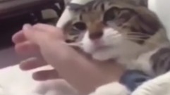 猫咪粘人的时候很要命 抱住手臂不放