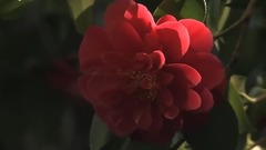 争奇斗艳 花花世界