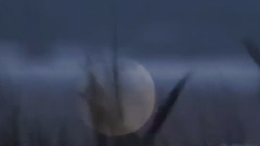 Dancing With The Wind