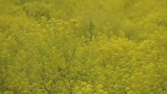 古筝珍品纯音乐