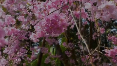 Giovanni Marradi - Softly