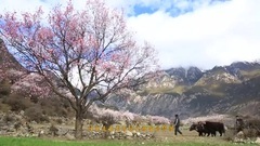 民乐群星,风景,音乐短片,轻音乐,乐动城市 - <尼屋秘境>西热扎巴