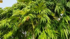 民乐群星,风景,音乐短片,轻音乐,乐动城市 - 轻轻摇曳 树影婆娑 聆听大自然之声