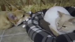 这些狗狗的窝都被喵星人占据了!