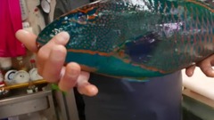 日本娱乐 - 琉球鹦嘴鱼 生鱼片