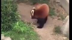 一只被石头吓坏的小熊猫