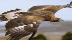 Silence Must Be Heard