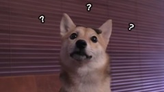 柴犬:我主人不会是个傻子吧?