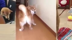 鬼畜柴犬无法忽视的屁股