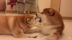 【18禁】为什么非要把舌头伸进人家嘴里?