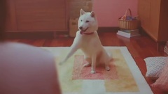 ソフトバンク(SoftBnk)CMまとめ9 ギガ割!編他 ついにギガちゃん登場!ギガの声って確か乃木坂46の 誰だっけ