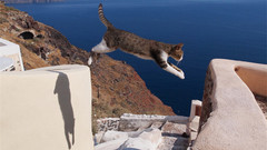 日本娱乐 - 世界上行走的猫