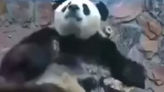 民乐群星,搞笑音乐,萌宠 - 抖腿王 最嘚瑟的大熊猫!